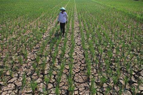 Program Asuransi Petani Terkena Efesiensi dari Pusat